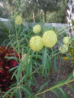 Identifying a Garden Plant - ball shaped greenish yellow flower on long stem with grassy leaves