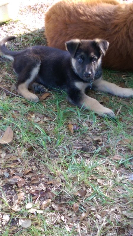 Is My Dog a Purebred German Shepherd?