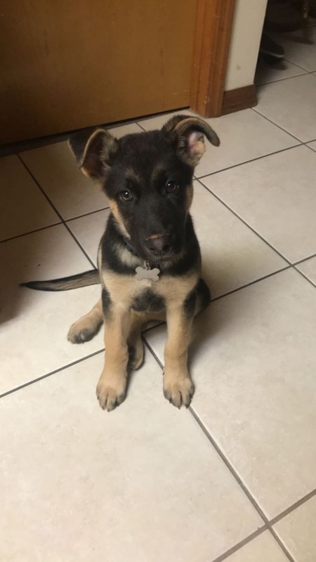 Is My Dog a Purebred German Shepherd?