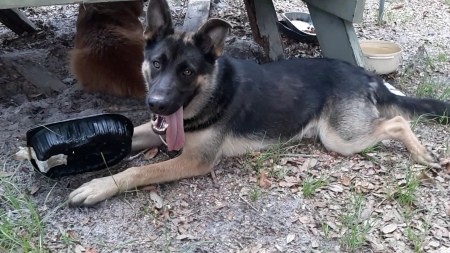 Is My Dog a Purebred German Shepherd? - black and tan shepherd