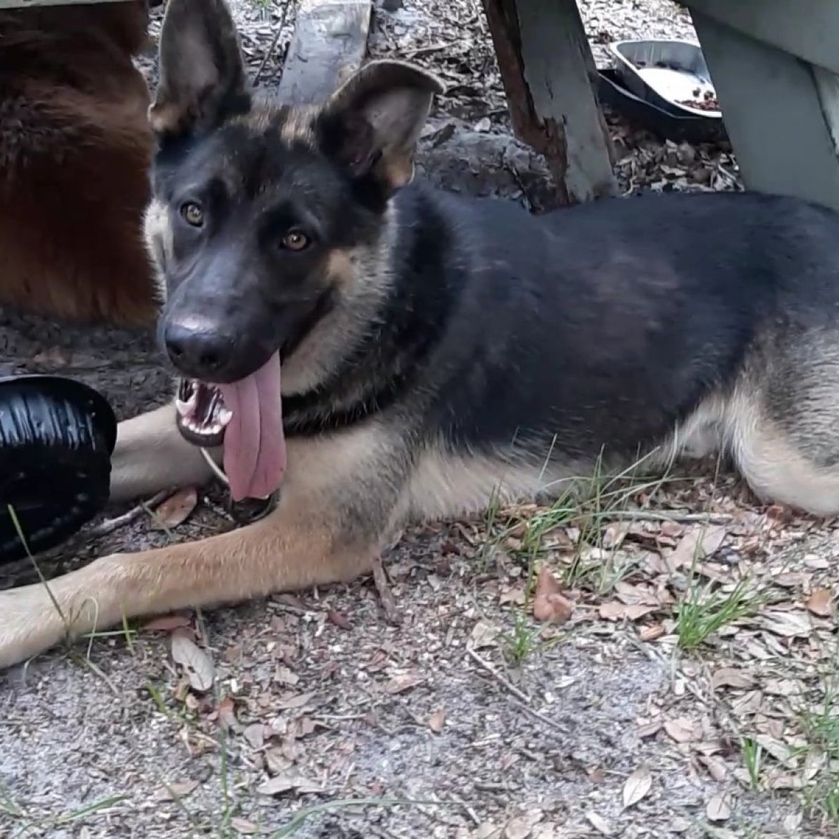 Is My Dog a Purebred German Shepherd? ThriftyFun