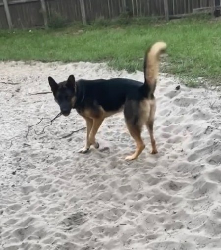 Is My Dog a Purebred German Shepherd?
