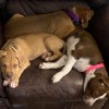 Best Friends: Ace, Spade, and Baby - puppy pile on an ottoman