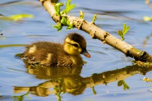 A duckling swimming in water alone.