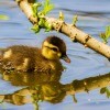 A duckling swimming in water alone.