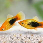 Two tropical fish swimming in a tank.