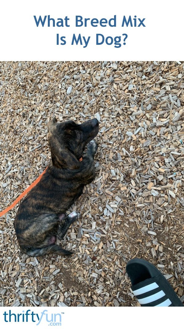 What Breed Mix Is My Dog? ThriftyFun