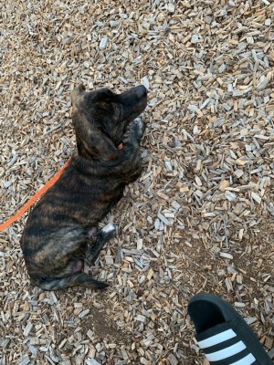 What Breed Mix Is My Dog? - brindle puppy on a leash