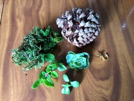 Living Succulent Pine Cone Decor - supplies