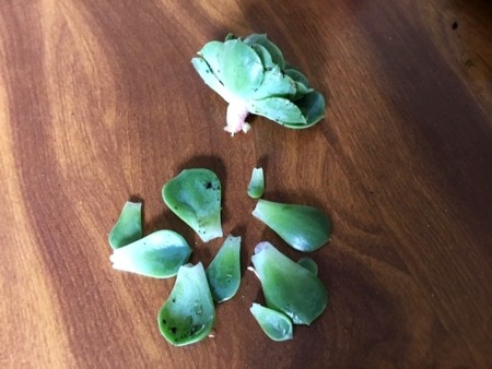 Living Succulent Pine Cone Decor - add succulent rosettes or leaves by pushing them into the moss