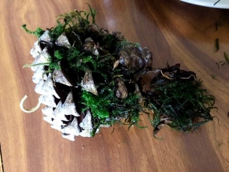 Living Succulent Pine Cone Decor - tuck the dampened moss into the cone