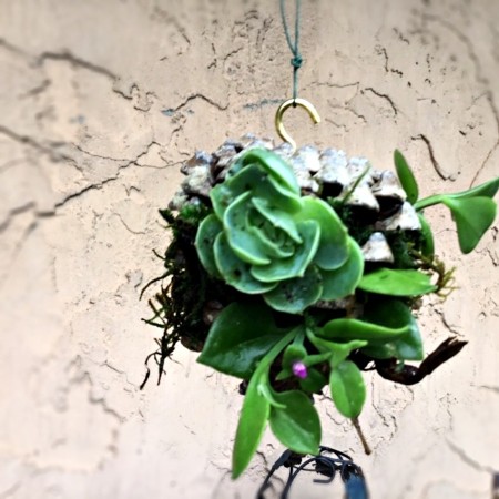 Living Succulent Pine Cone Decor - suspended by twine