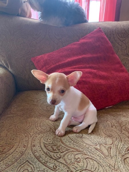Is My Puppy a Pure Bred Chihuahua? - white and light brown puppy