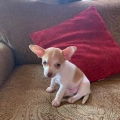 Is My Puppy a Pure Bred Chihuahua? - white and light brown puppy