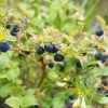 A huckleberry bush with berries.