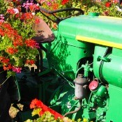 An old tractor covered in red flowers.