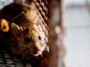 An unwanted rodent in a trap.