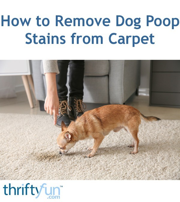 How to Remove Dog Poop Stains from Carpet ThriftyFun