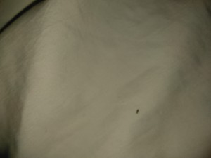 Identifying a Tiny Brown/Grayish Bug - tiny bug on the sheets