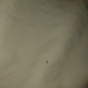 Identifying a Tiny Brown/Grayish Bug - tiny bug on the sheets