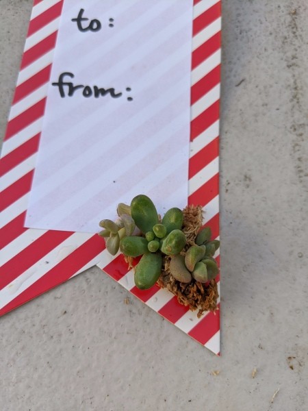 Succulent Gift Tag - closeup of succulent arrangement