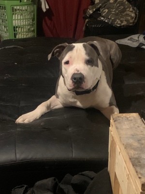 Is My Dog a Pit Bull?  - gray and white dog