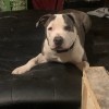 Is My Dog a Pit Bull?  - gray and white dog