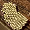 Identifying Insect Eggs - cluster of off white eggs