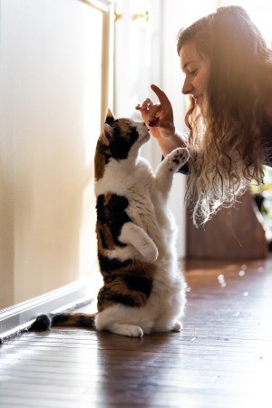 A cat being trained with a treat.