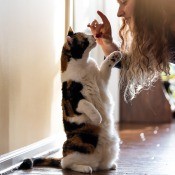 A cat being trained with a treat.