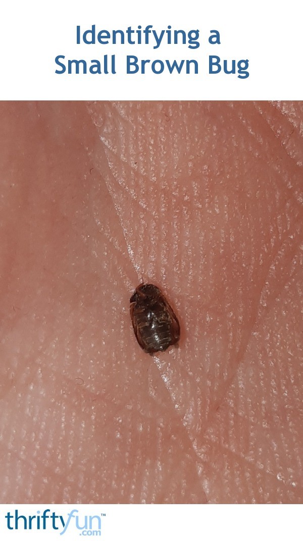 Identifying a Small Brown Bug? | ThriftyFun