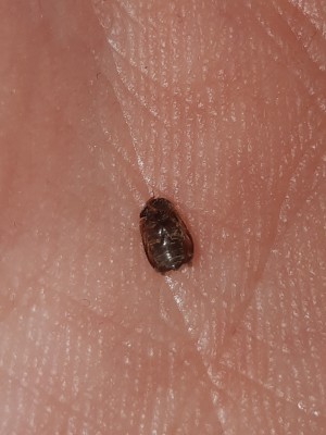 Identifying a Small Brown Bug - bug on palm