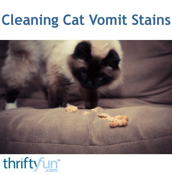 Cleaning Cat Vomit Stains ThriftyFun