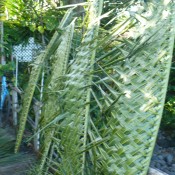 Coconut Leaf Panels - several panels