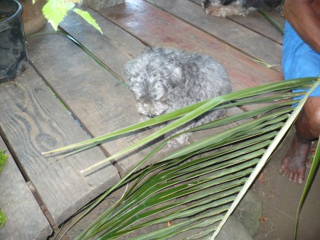 Coconut Leaf Panels - split leaf