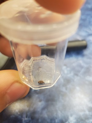 Identifying a Household Bug - black and tan bug in a glass