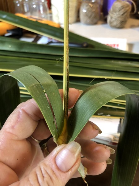 Making Woven Coconut Leaf Shrimp - holding leaf in a V shape