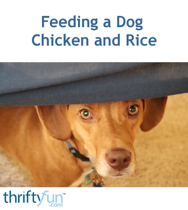 Feeding a Dog Chicken and Rice? ThriftyFun