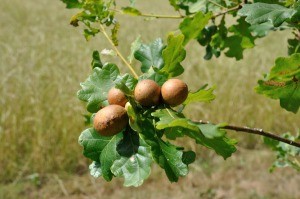 Galls growing on an oak tree.