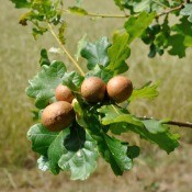 Galls growing on an oak tree.