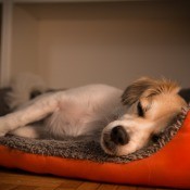 A puppy in a bed at night.