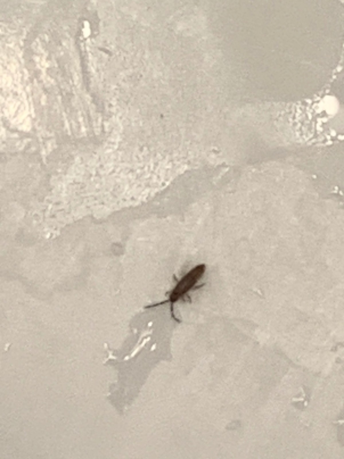 tiny brown bugs in bathroom
