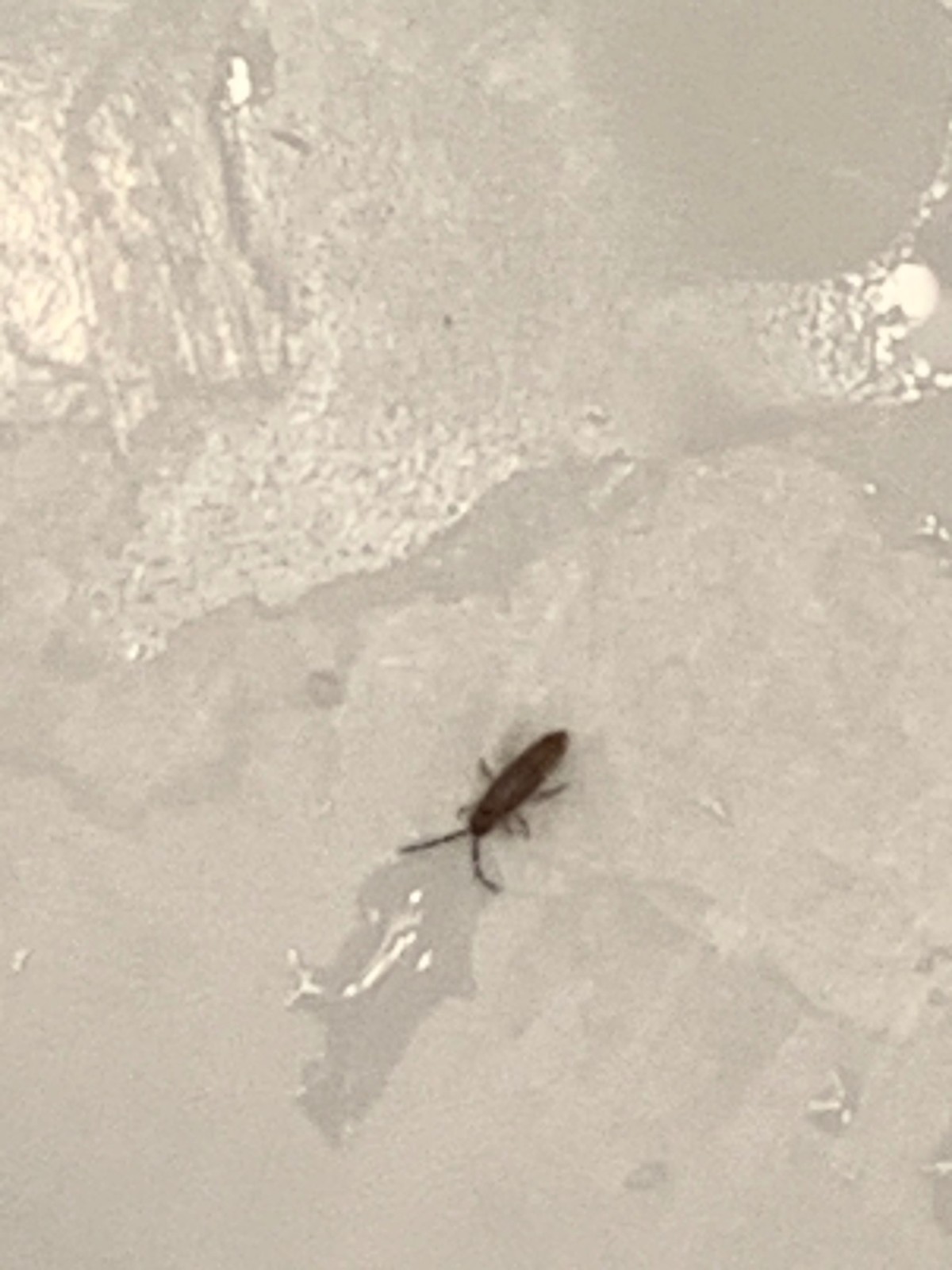 tiny bugs that jump in bathroom