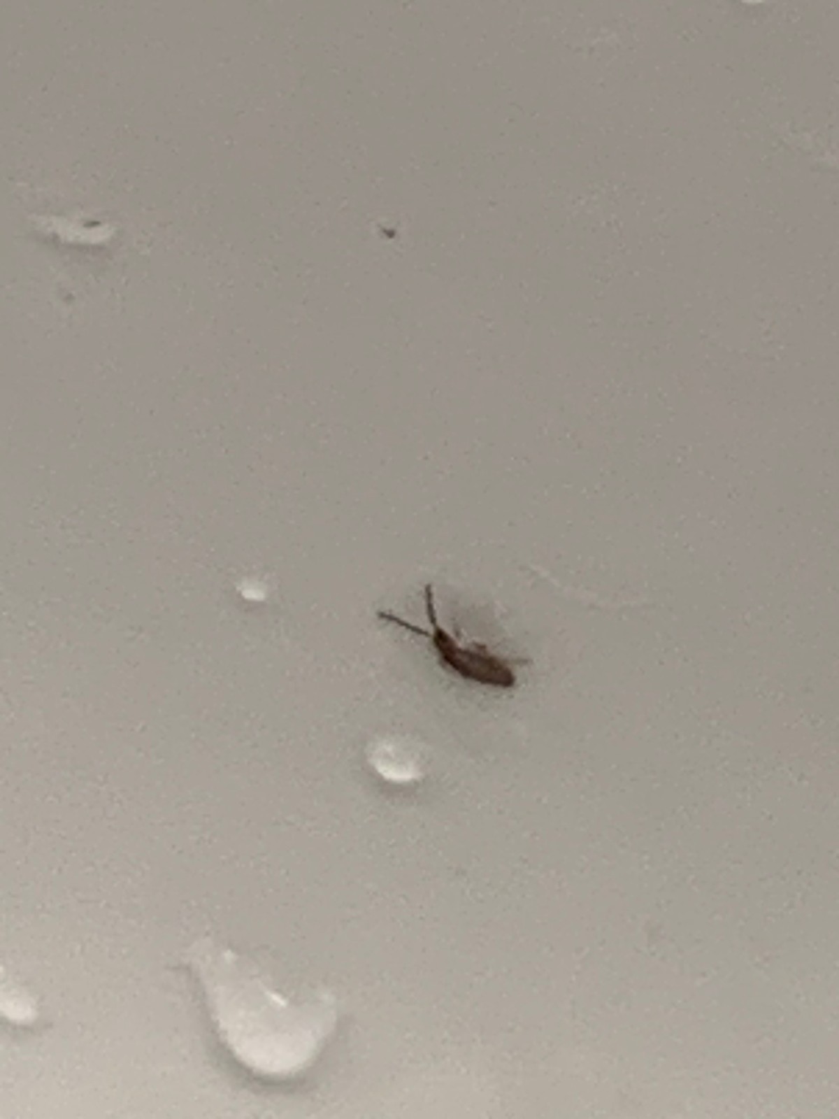 Tiny Bugs On Bathroom Floor