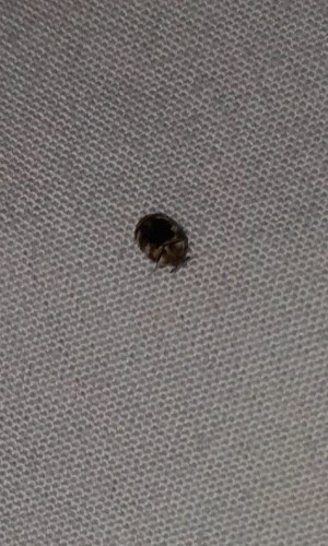 A small bug on a bed.