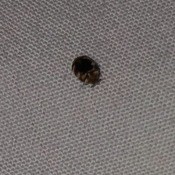 A small bug on a bed.