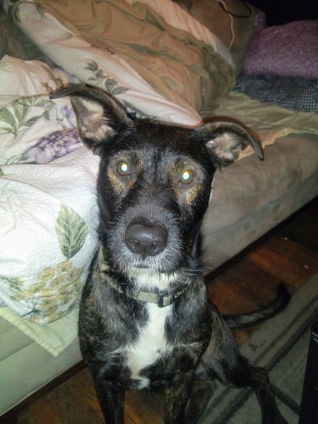 What Breed Is My Dog? - seemingly older black dog with white on chest and gray muzzle