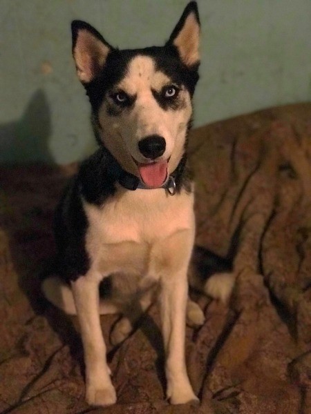 A husky dog on a couch.