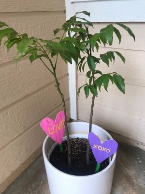 Heart Garden Stakes - stakes in a potted tree