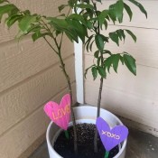 Heart Garden Stakes - stakes in a potted tree